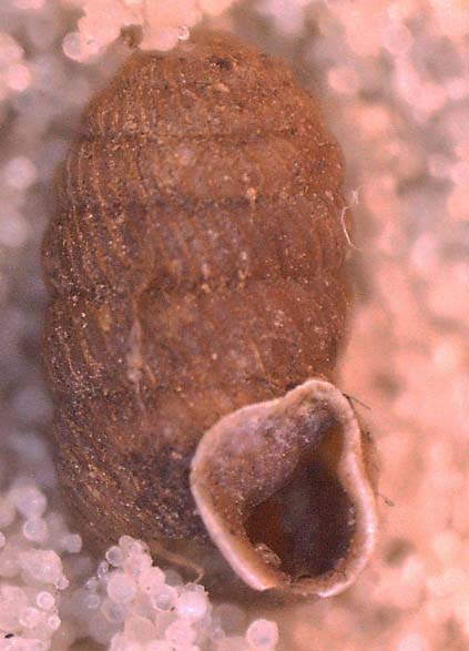 Cornedo (VI): Pagodulina pagodula?